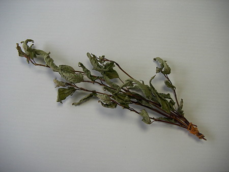 牛革草の干草