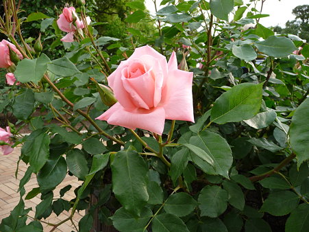 P1010535