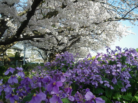 ハナナと桜