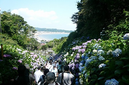 紫陽花 (407)