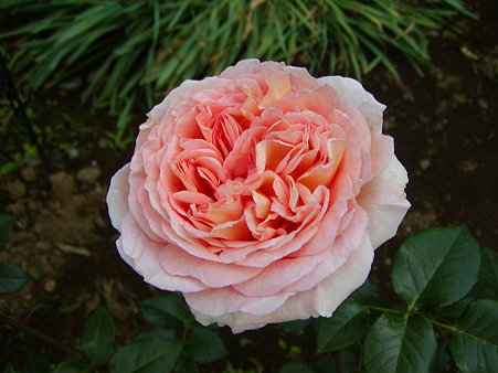 2009 アブラハムダービー