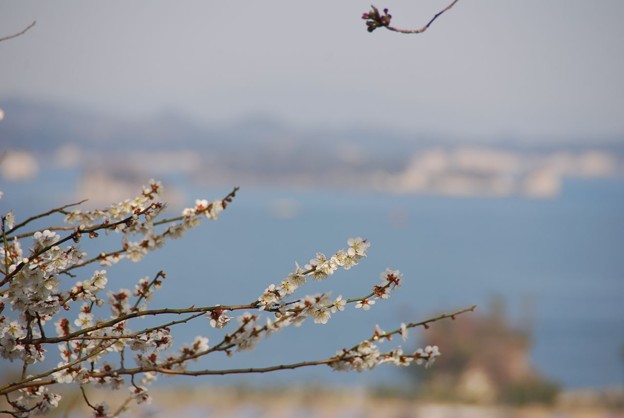白梅と島影