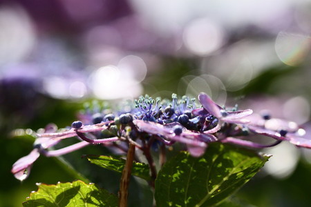 雨上がりの紫陽花