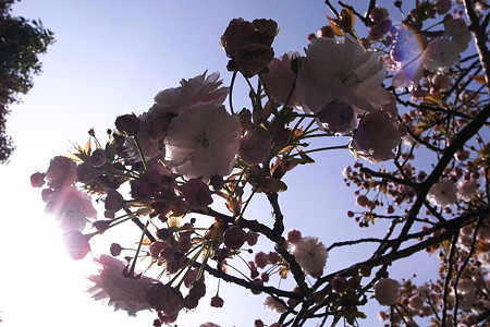 半透明の花束