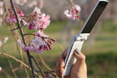 桜を激写