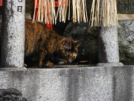 野良猫
