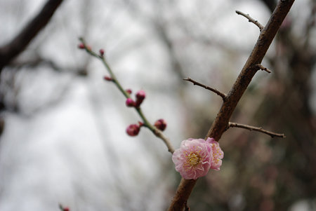 IMGP0242