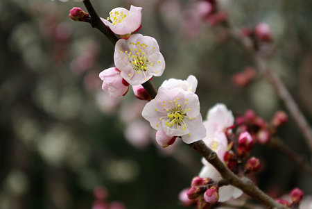 IMGP0270