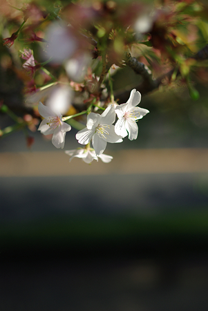 IMGP3047