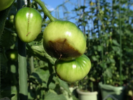 トマト栽培 病気 尻腐れ病 果実の下が黒い症状 原因と対策 暇人主婦の家庭菜園 楽天ブログ