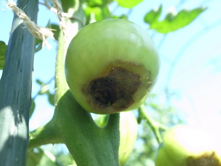 トマト栽培 病気 尻腐れ病 果実の下が黒い症状 原因と対策 暇人主婦の家庭菜園 楽天ブログ