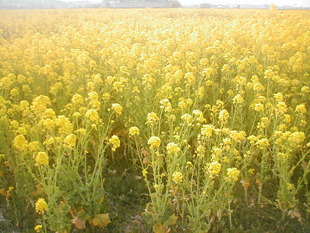 P4040011