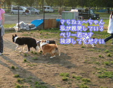 dogrun3