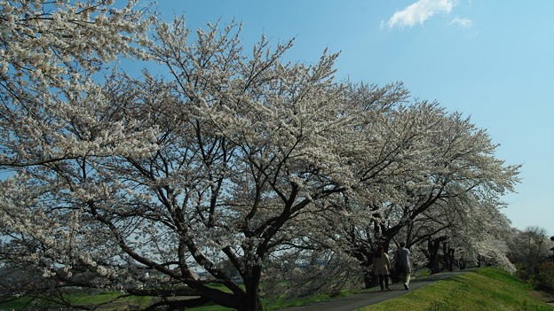 我が町　桜