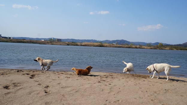 河原のわんこ