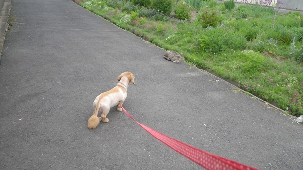猫との遭遇