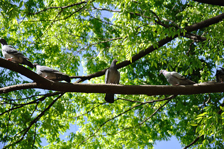 木に集まる鳩