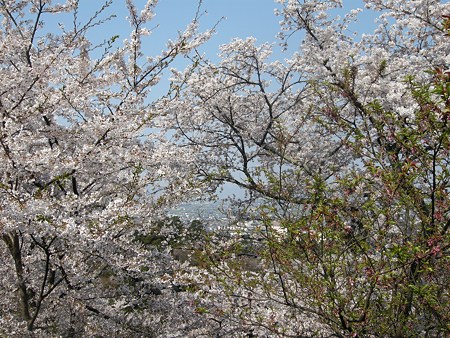 飯野山