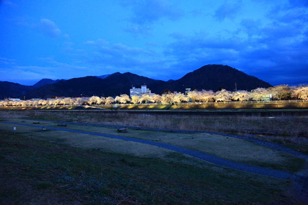 馬見ヶ崎川桜ライン