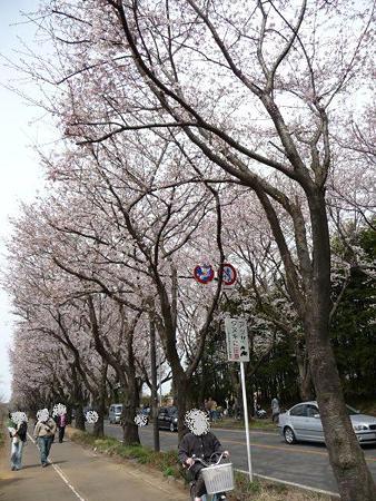 090404-両側並木 (2)