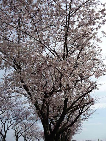 090404-北側入口 (7)