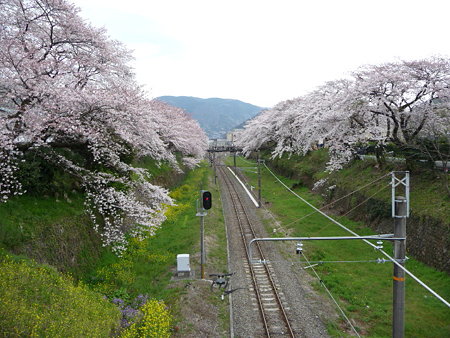090405-御殿場線桜並木 (11)