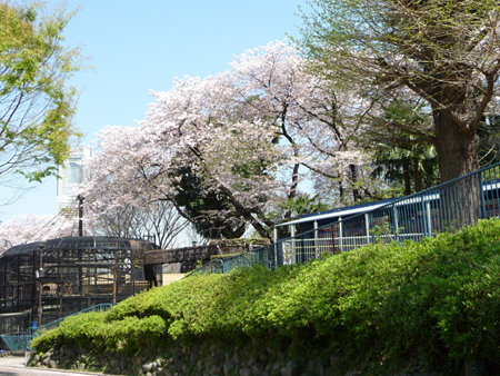 090409-野毛山動物園の桜 (5)