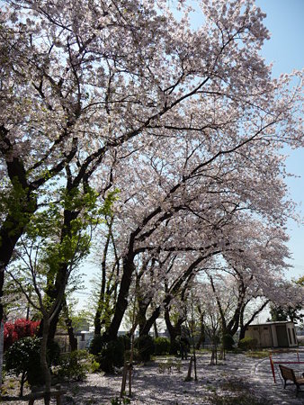 090409-野毛山公園の桜 (7)