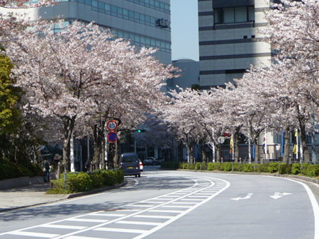 090409-MM21 さくら通り (3)