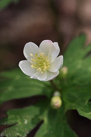 20080529
