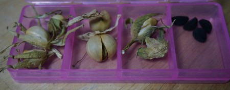 去年採取した朝顔の種