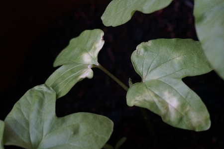 朝顔の芽5月22日 (1)