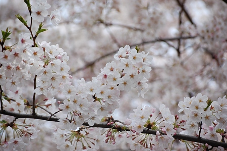 代田橋駅の桜