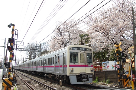 京王線と桜