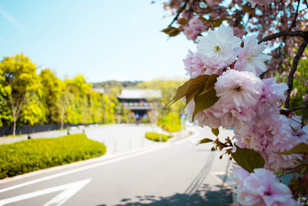 知恩院 三門