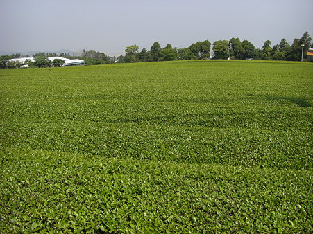 茶色くないけど茶畑