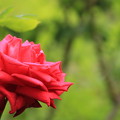 平和公園・赤薔薇01-12.07.09