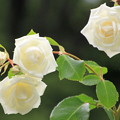 平和公園・白薔薇01-12.07.09