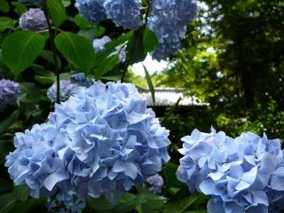 紫陽花1