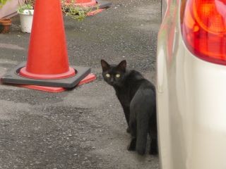 警戒黒猫