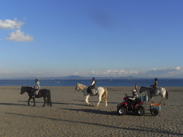 三浦海岸で見かけた乗馬クラブの馬達 写真共有サイト フォト蔵