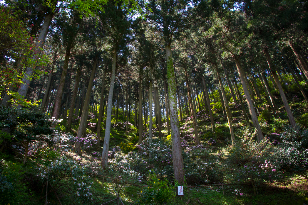 写真: IMG_3325