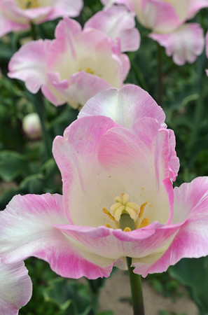 14050317tulip12l