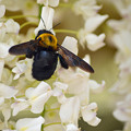 1405クマバチの蜜集め03