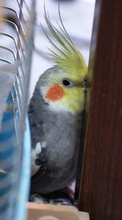 明治ちょこちょこりんストラップ、ガチャガチャ他 - メルカリ