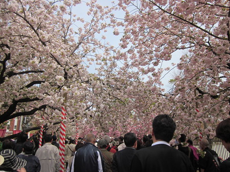 5桜のトンネル