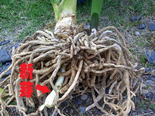 君子蘭の植え替え 写真共有サイト フォト蔵