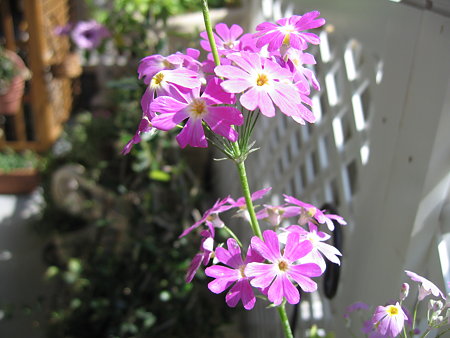 桜草