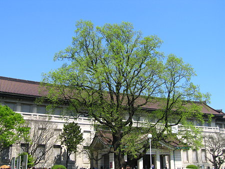 新緑の東京国立博物館のユリノキ