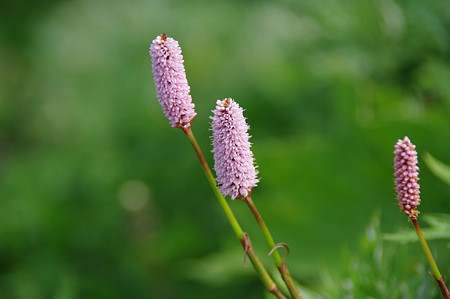 IMGP2161